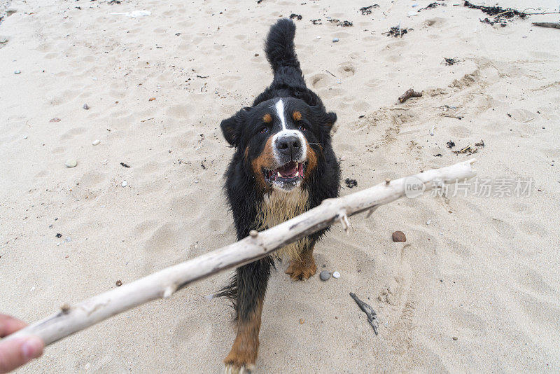 一只名叫zenenhund的伯尔尼山狗正在沙滩上模仿主人的攻击和打斗动作，和主人一起玩耍。