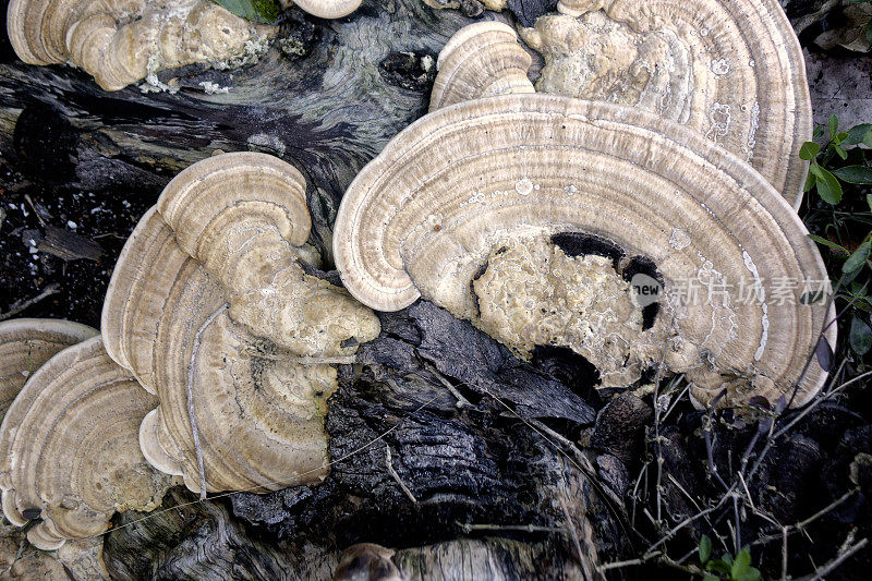 近距离观察生长在树桩上的火鸡尾蘑菇