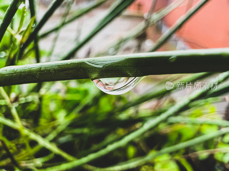 雨滴落在植物的绿茎上。