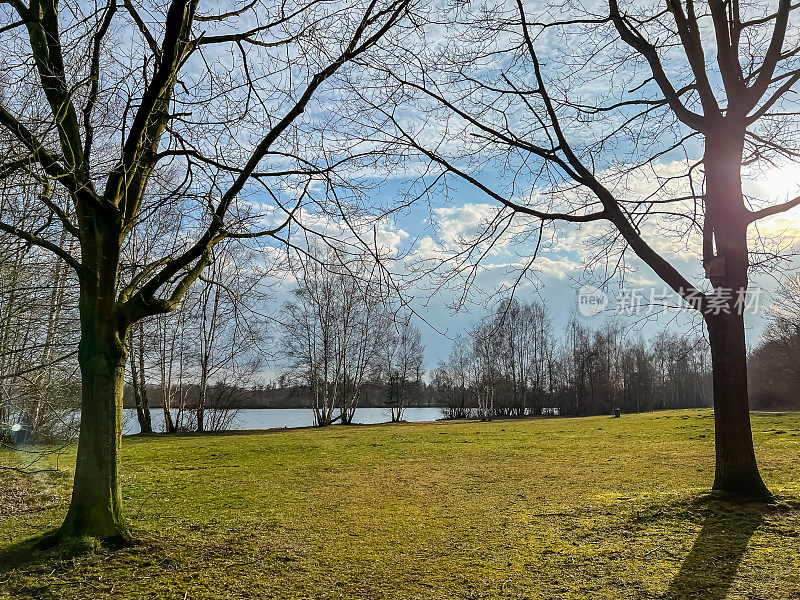 冬天天气好的时候，湖上有两棵树。