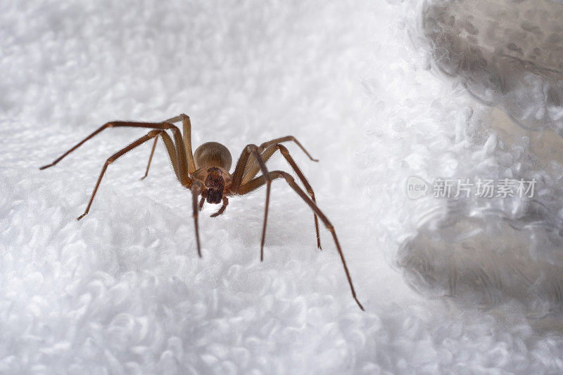 棕色隐士蜘蛛藏在毛巾里