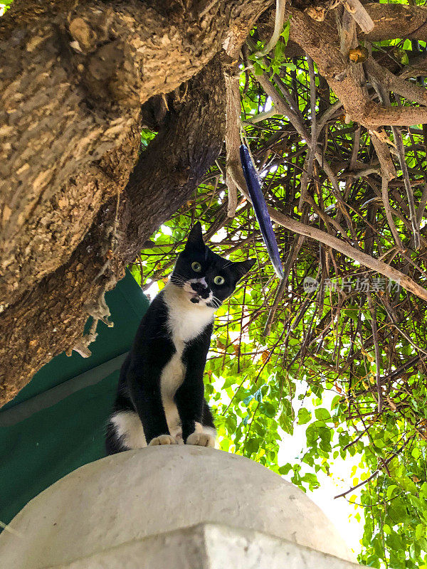 猫在靠近树的墙上