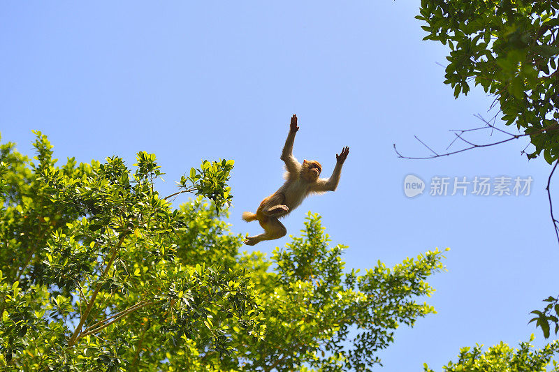 猴子跳跃时在空中的位置