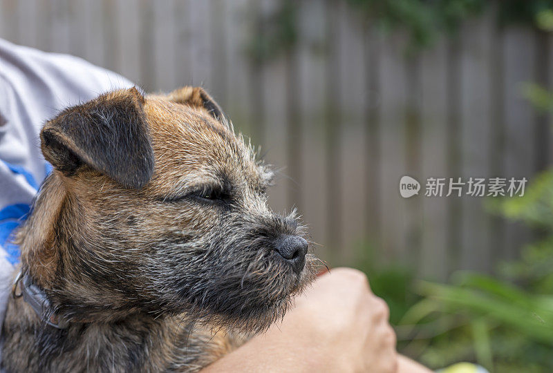 边境犬幼犬肖像