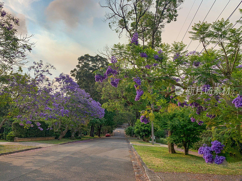 有紫色花的蓝花楹树，悉尼，澳大利亚