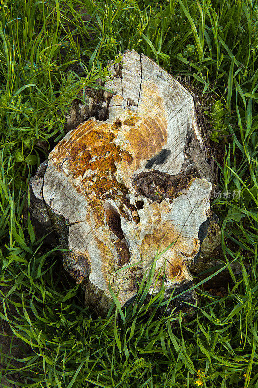 一个苔藓树桩的特写，在春天的森林，森林基质，绿色的新鲜草。从以上观点。