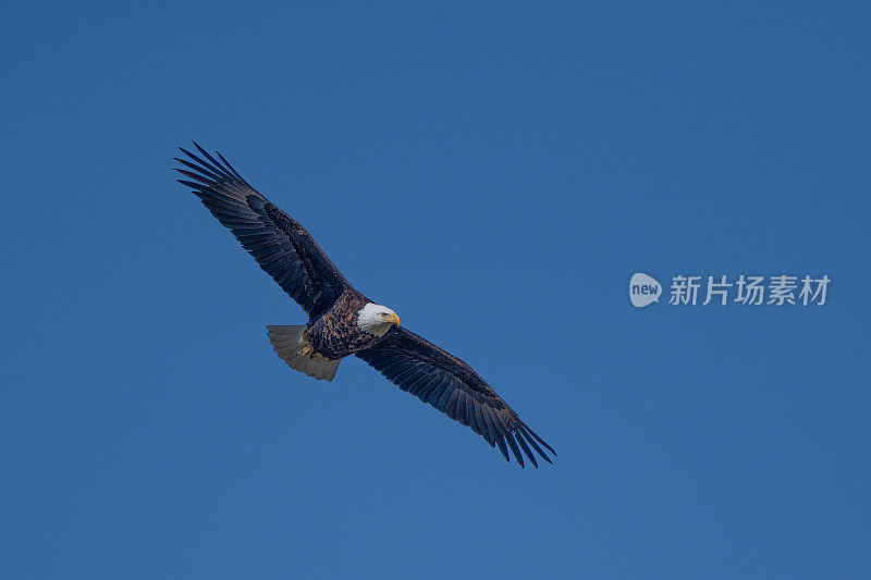 秃鹰飞向镜头，头转向左边看着鸟巢