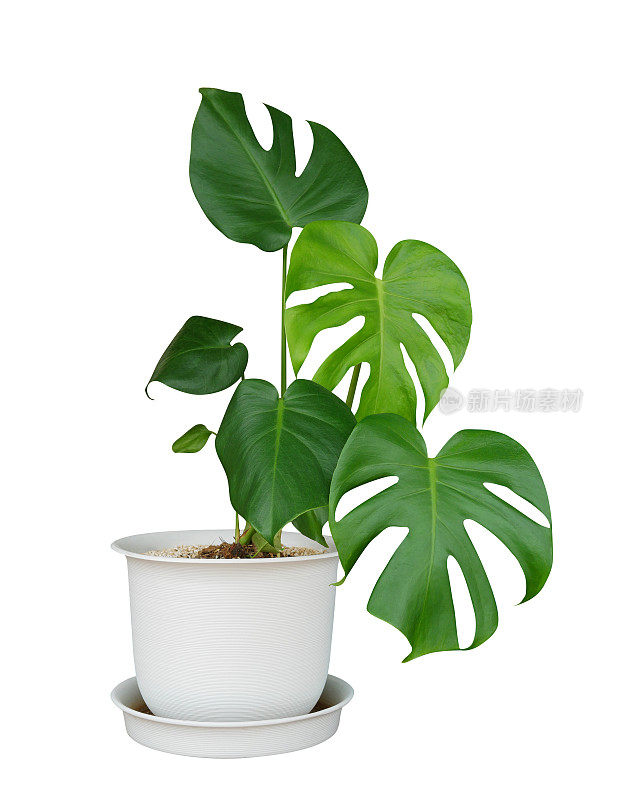 绿色怪物叶热带植物常绿藤在白色花盆孤立在白色背景，修剪路径包括