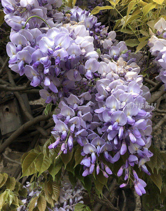 花园里开着大紫色花的紫藤