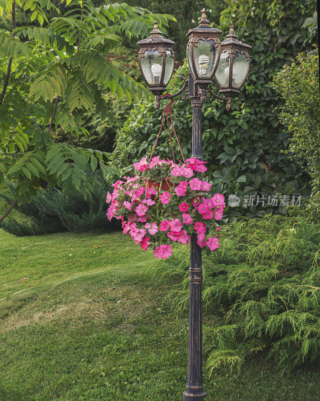 公园景观设计的碎片。一个复古的灯笼和一个挂着牵牛花的花盆。