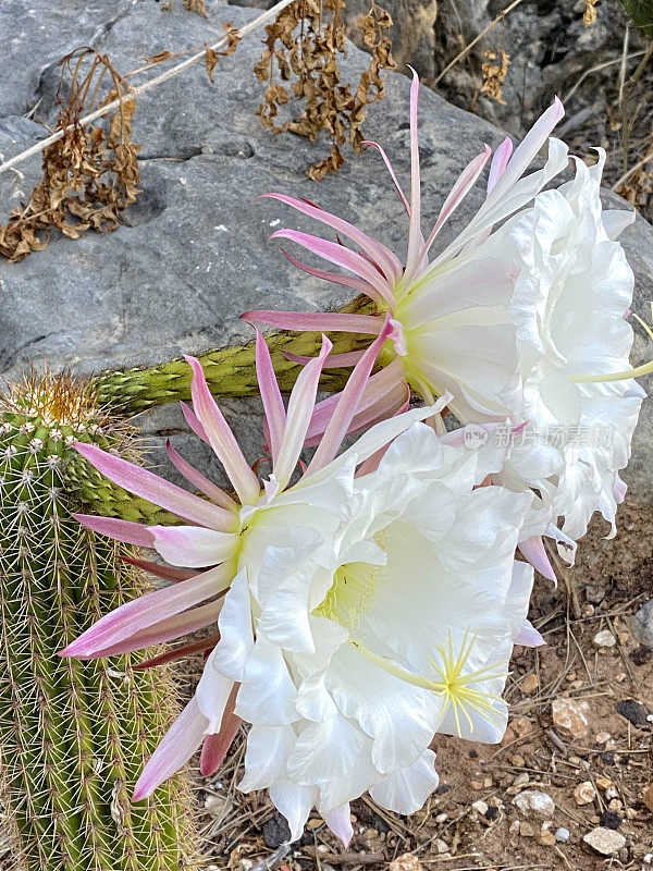 棘球绦虫，开花仙人掌