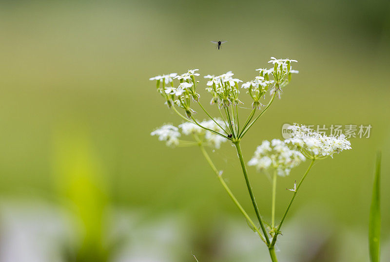 欧芹