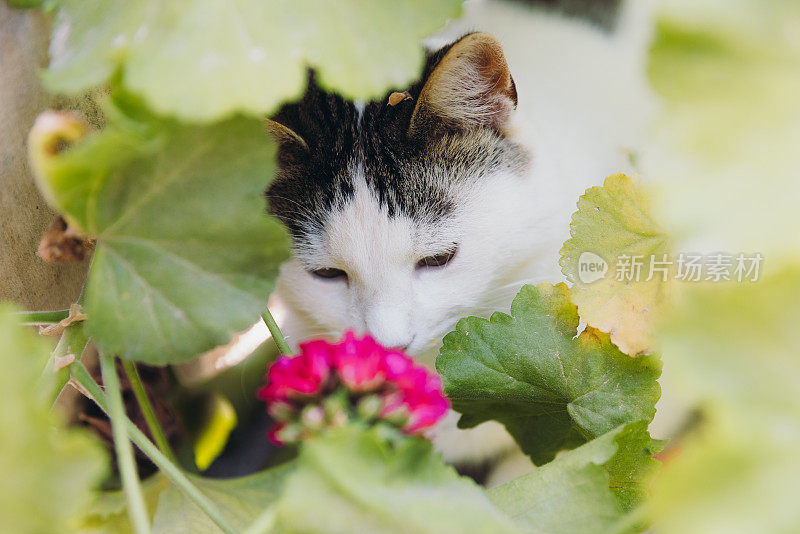 可爱的黄眼睛猫放松在绿色的开花花园