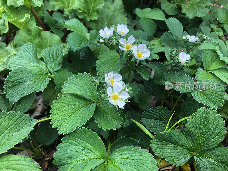 草莓片