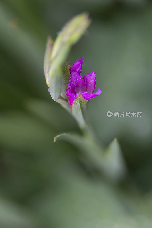 剑兰的花从蓓蕾开始开放