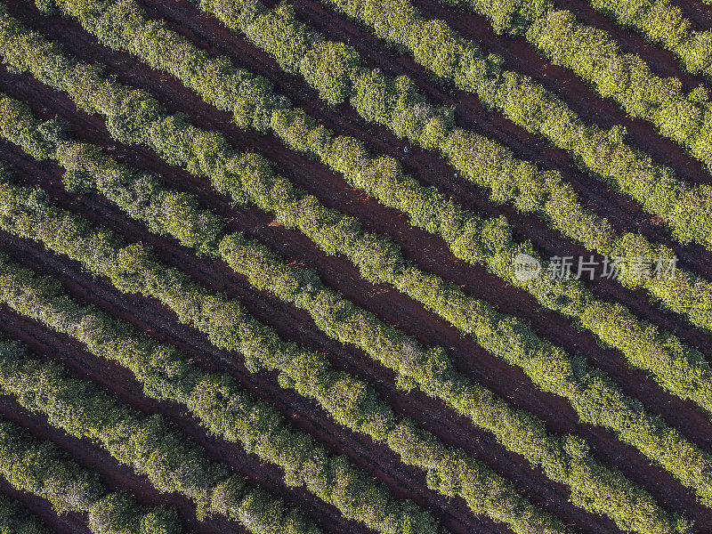 从农场上俯瞰咖啡种植园