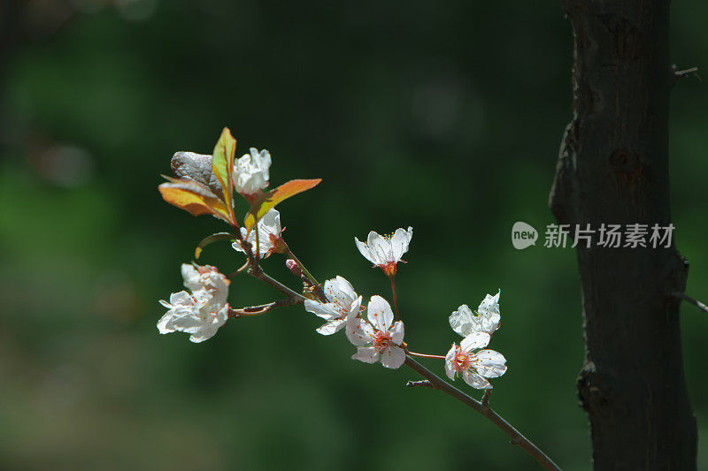 春天的樱花