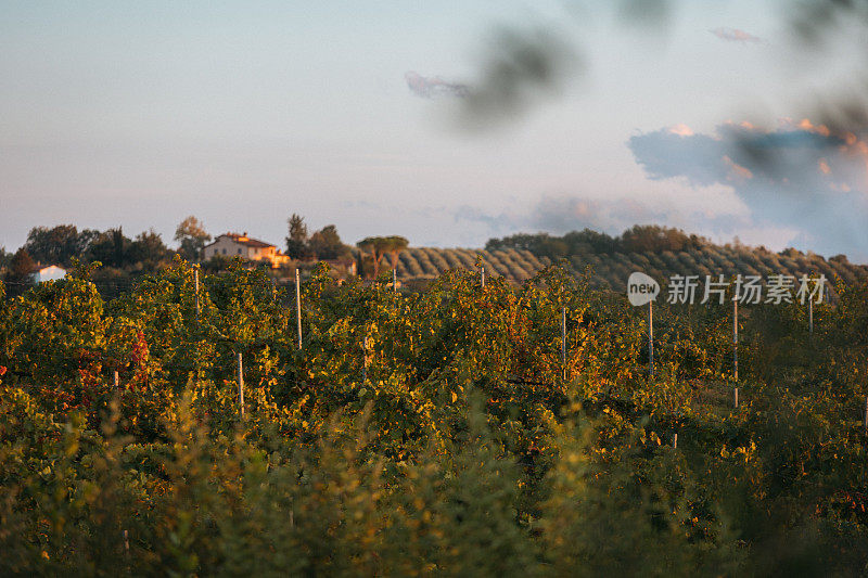 葡萄园景观在托斯卡纳，基安蒂地区