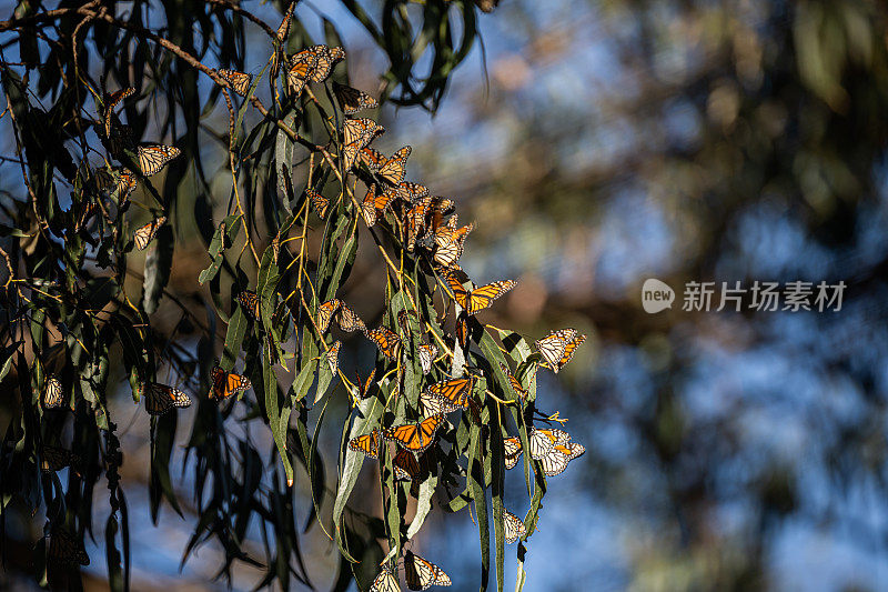 黑脉金斑蝶在冬天向南迁徙，穿越加利福尼亚。