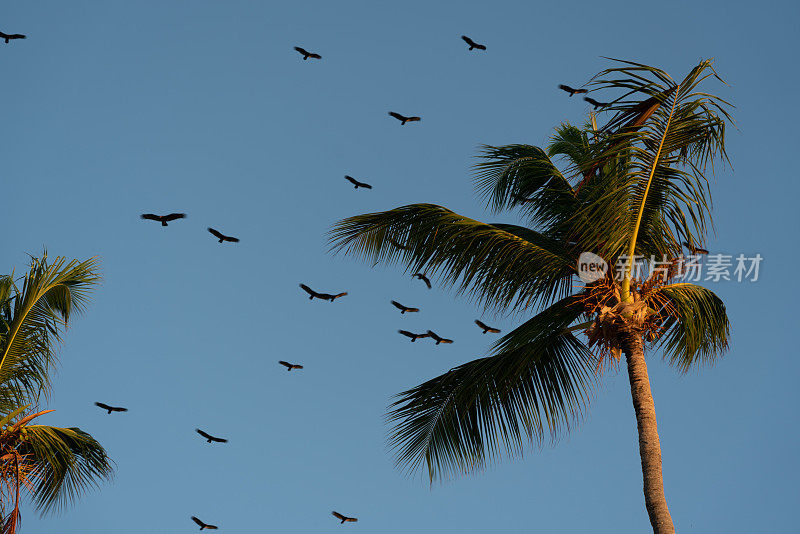 多米尼加共和国的棕榈树和土耳其秃鹫