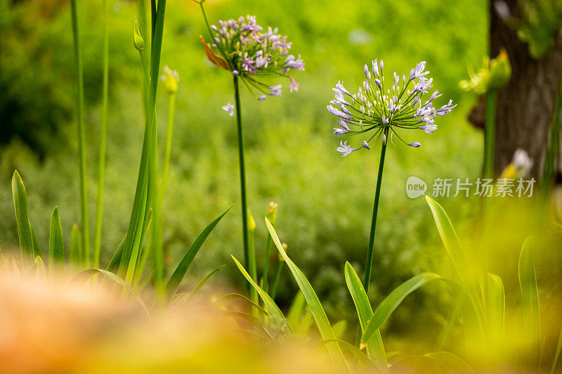 花园里的植物特写