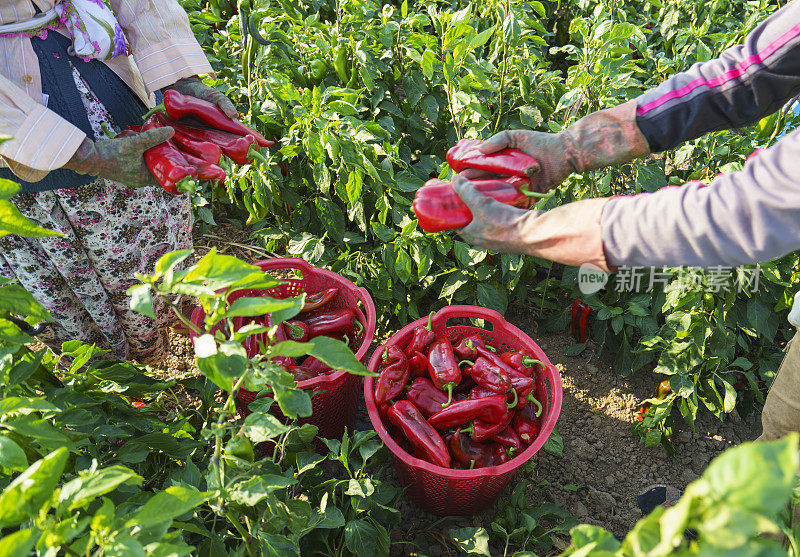 在田间收获成熟的有机红辣椒