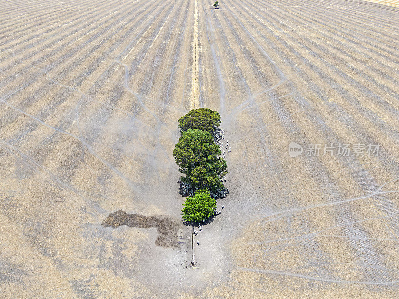 鸟瞰图俯瞰羊群在阴凉的树下遮蔽，在夏天的大型干燥围场饮水槽