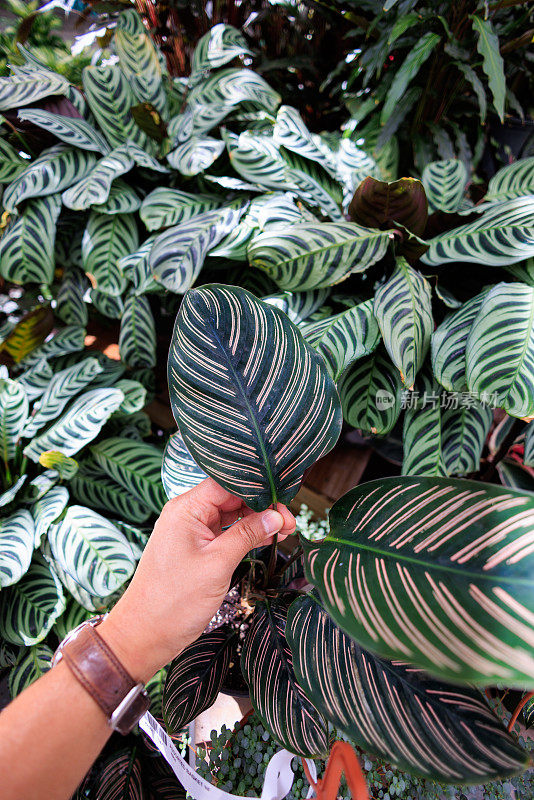 细条纹Calathea叶