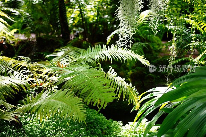 花园里美丽的蕨类植物叶子