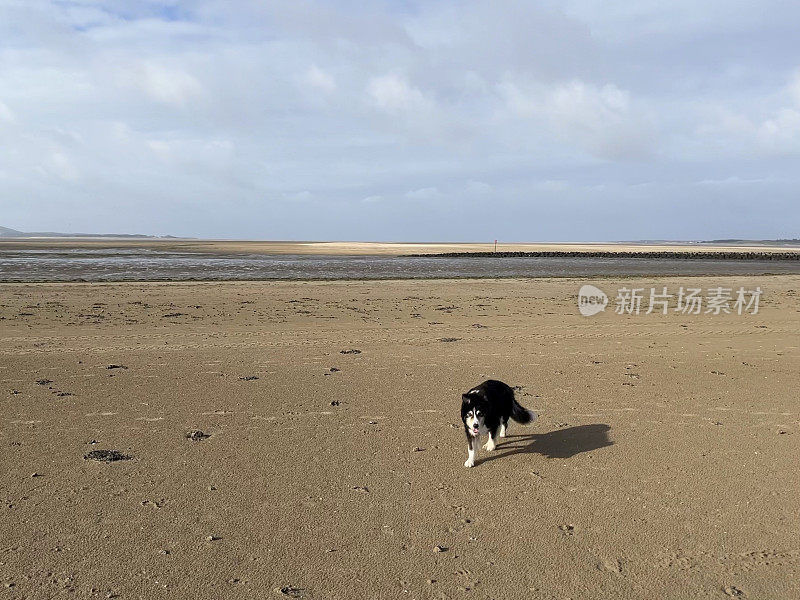 荒凉的威尔士海滩上的边境牧羊犬