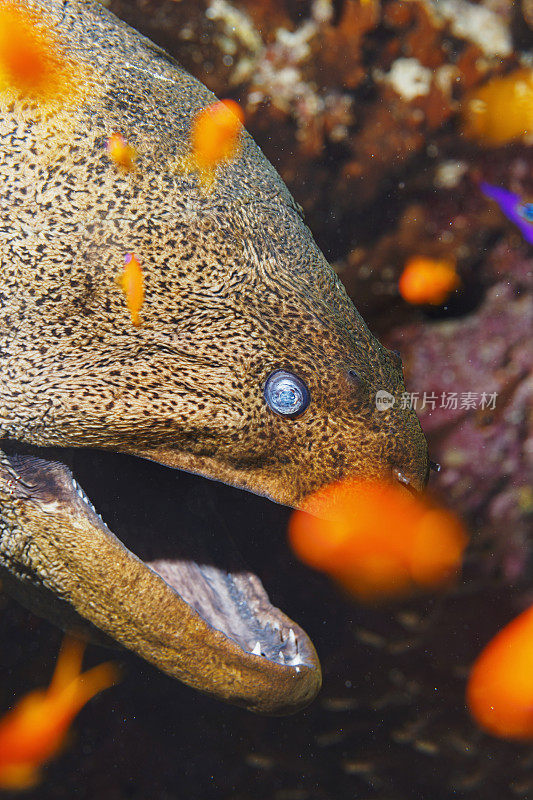 海洋生物水下珊瑚和鱼类红海的巨型海鳗