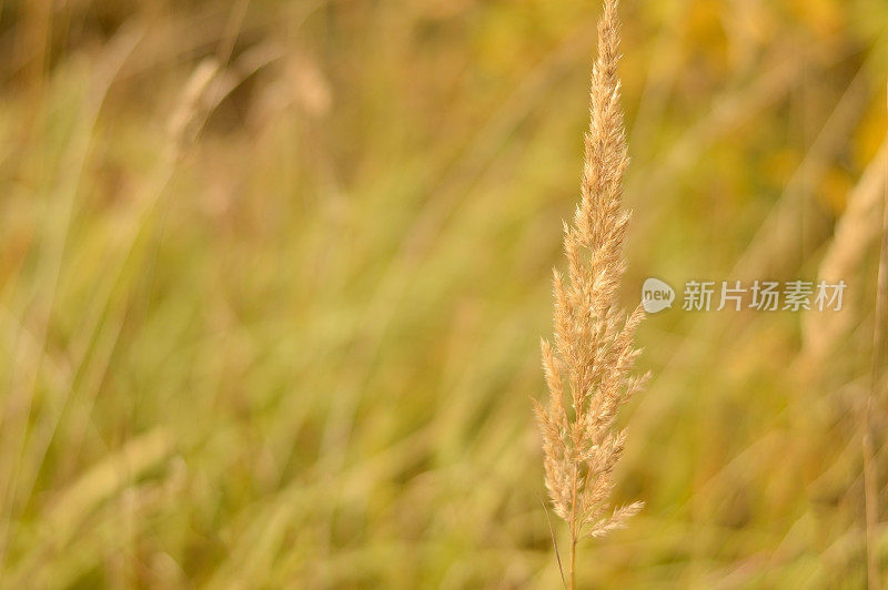 在前景的潘帕斯草在一个模糊的波西米亚的秋天，干芦苇波西米亚