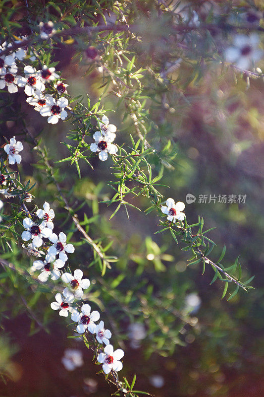 美丽的麦卢卡(细端精属)花