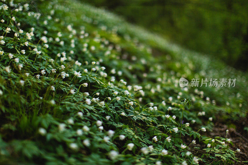 精灵森林。春天的花朵