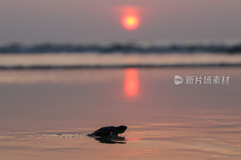 一只小乌龟爬回了亚齐岛的大海