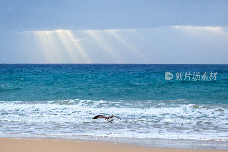 在波尔图桑托海滩，一只海鸥正在玩石头