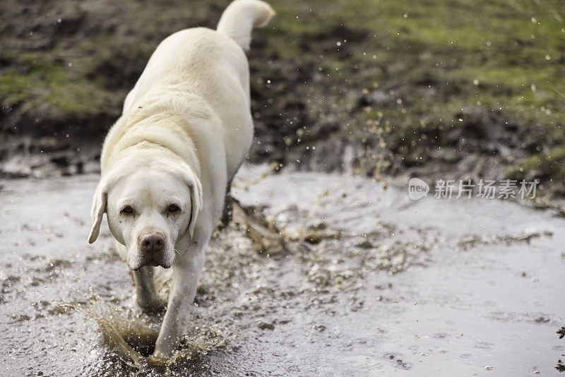 一只拉布拉多犬在乡间的水坑里戏水