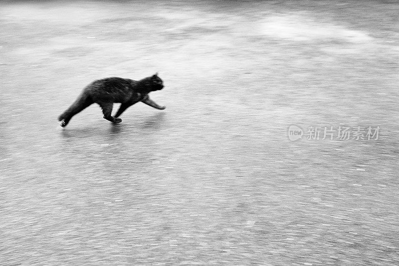 模糊的图像，一只黑猫匆忙跑开