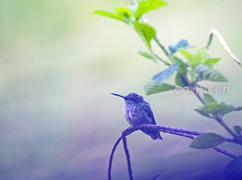 紫罗兰=头蜂鸟日落，圣胡安娜保护区，哥斯达黎加