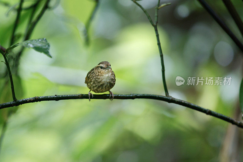 莺:成年不眨的莺(癫尾莺属)。