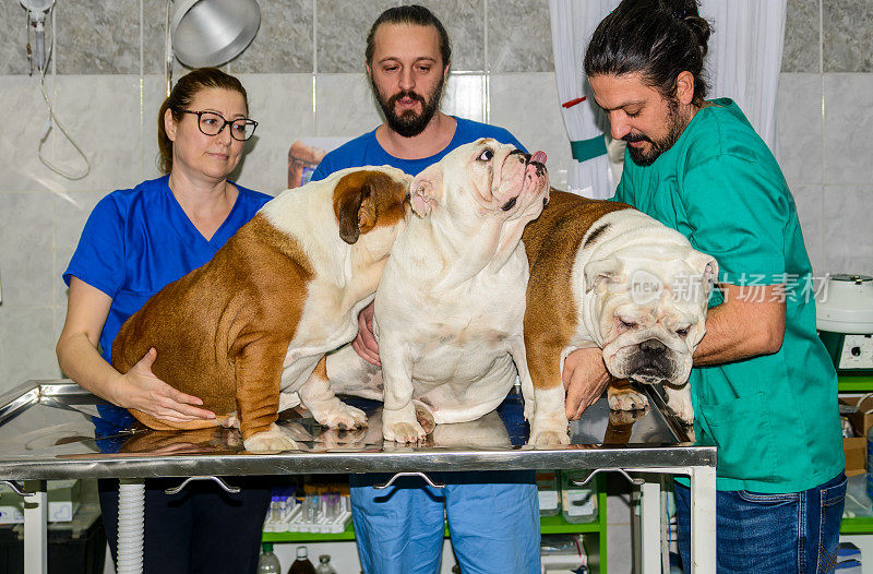 兽医们正在抱着家狗，为即将到来的手术做准备。
