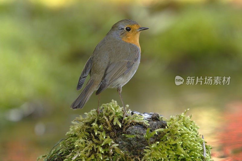 罗宾(红心rubecula)