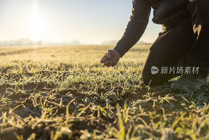 近距离的男性农民正在检查一个小植物生长在他的农业领域在日落时，背部被阳光照亮的背景