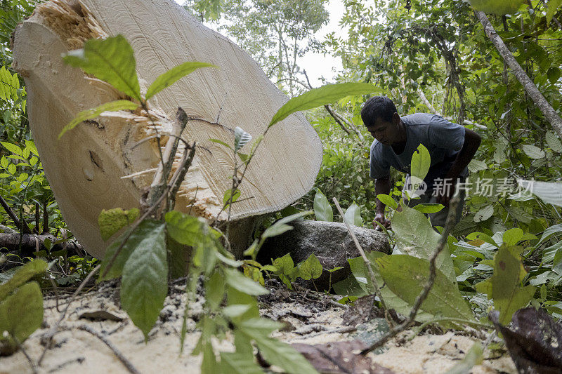 男子清洁树枝的木材被砍下来-库存照片