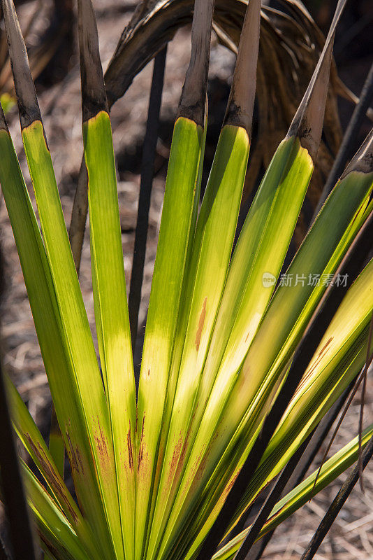 近距离的锯棕榈叶的新生长，几周后规定的烧伤，黄色和绿色的色调满足烧焦的地区