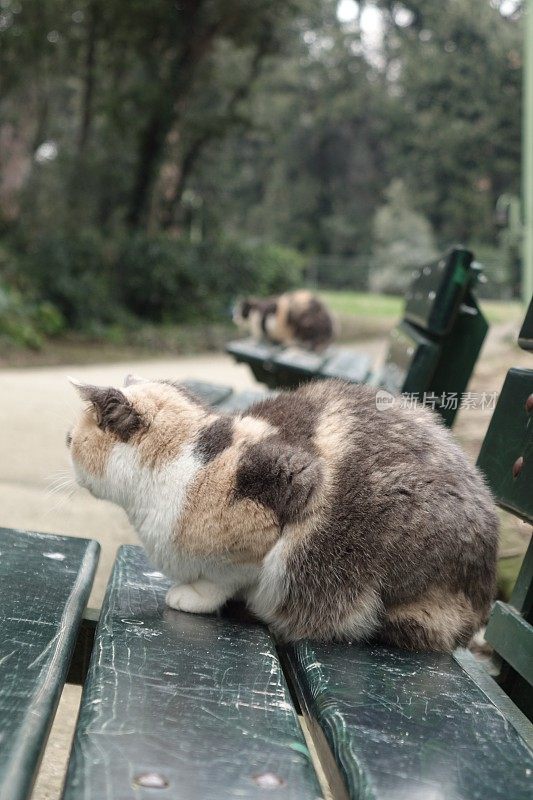 几只猫在公园的长椅上