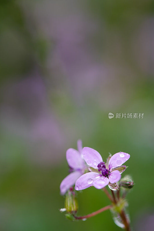 花上的水滴