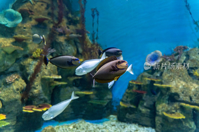 水族馆里圈养的一群热带观赏鱼