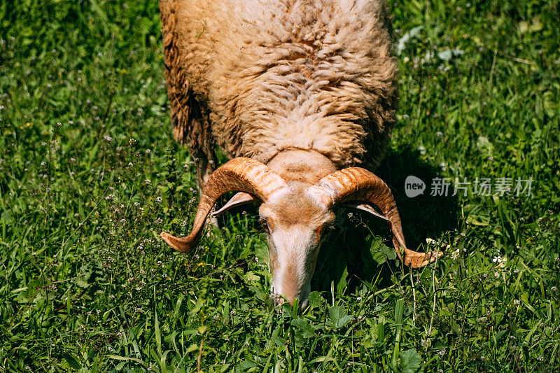 公羊在草地上吃草