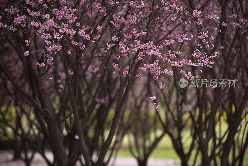 樱花盛开，花瓣纷纷落地